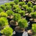 Borovica čierna (Pinus nigra) ´MARIE BREGEON´® – výška 20-30 cm, kont. C3L 